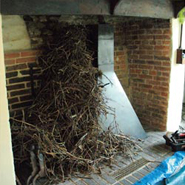 Nest clearances from East Coast Flues
